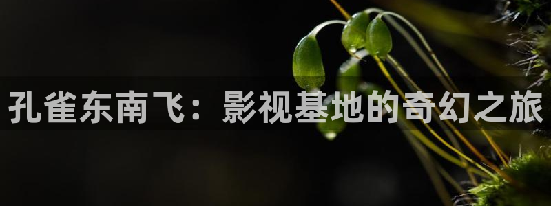 成人老湿影院：孔雀东南飞：影视基地的奇幻之旅