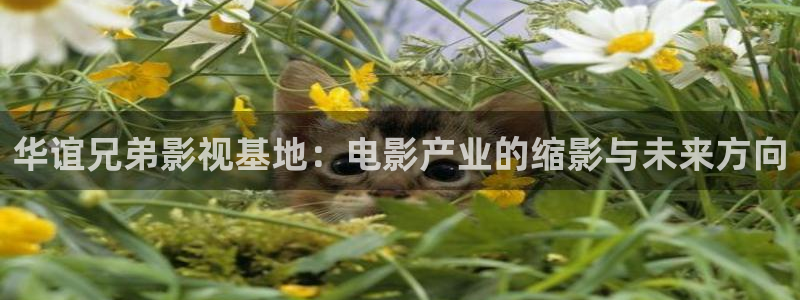 老湿免费视频：华谊兄弟影视基地：电影产业的缩影与未来方向